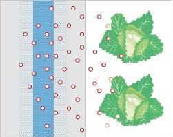 миграция пластификаторов